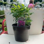 Bee Balm – Rockin Raspberry