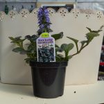 Black Scallop – Bugleweed Ajuga