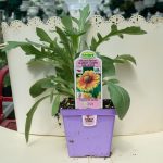 Blanket Flower – Gaillardia – Arizona Apricot