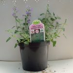 Catmint Nepeta – Little Trudy