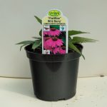 Coneflower – Echinacea – PowWow Wild Berry