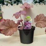 Coral Bells – Heuchera – Berry Smoothie