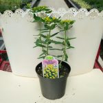 Cushion Spurge – Euphorbia – Yellow