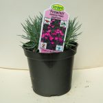 Dianthus – Garden Pinks – Firewitch