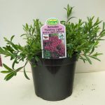 Dianthus – Maiden Pinks Deltoides – Flashing Lights