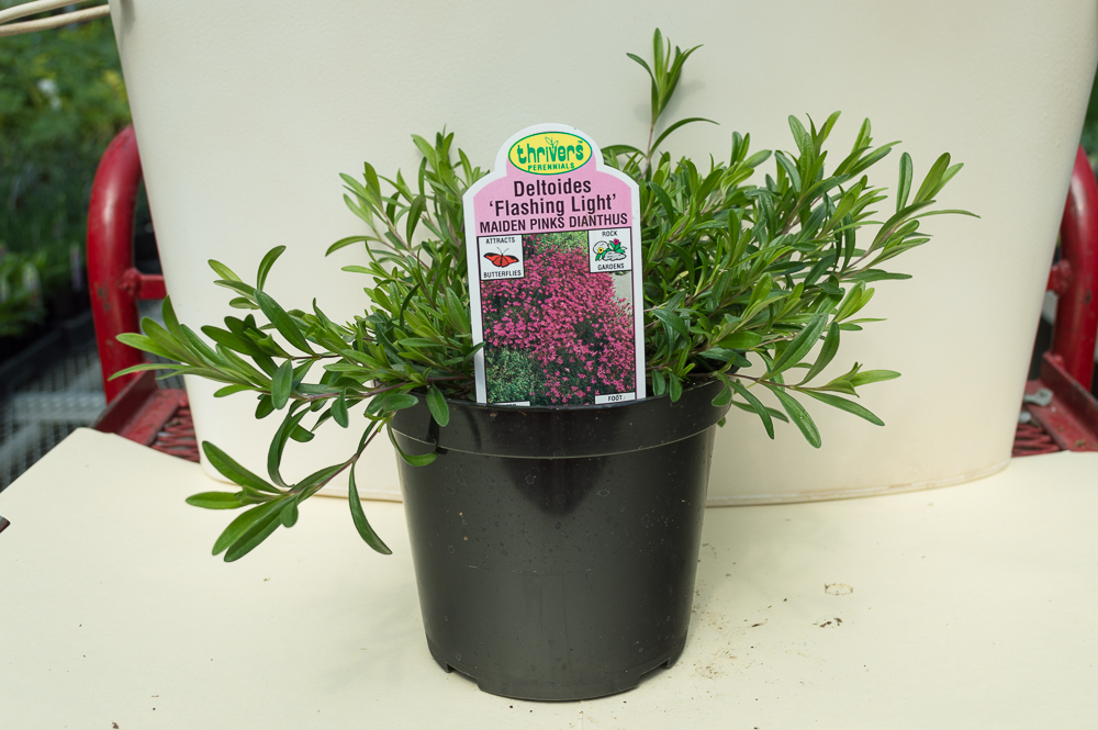 Dianthus – Maiden – Lights | Medary Acres
