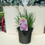 Dianthus – Starburst