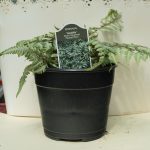 Giant Japanese Painted Fern – Godzilla