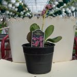 Heartleaf Bergenia – Pigsqueak – Sakura