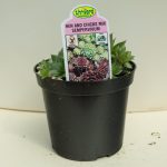 Hen and Chicks Mix – Sempervivum