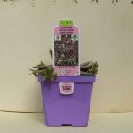 Hen and Chicks – Sempervivum – Silverene