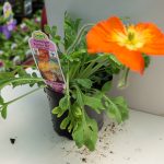 Iceland Poppy – Champagne Bubbles Mix