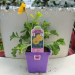 Iceland Poppy – Papaver – Champagne Bubbles Yellow