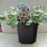 Lamium – Beacon Silver