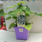 Lunaria – Money Plant