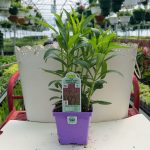 Obedient Plant – Physostegia – Pink