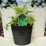 Ostrich Fern