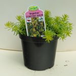 Stonecrop Sedum – Angelina