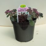 Stonecrop Sedum – Cherry Tart