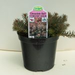 Stonecrop Sedum – Chocolate Ball