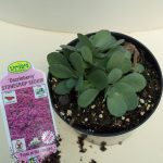 Stonecrop Sedum – Dazzleberry