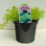 Stonecrop Sedum – Lemon Ball