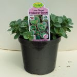 Stonecrop Sedum – Lime Zinger