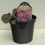 Stonecrop Sedum – Raspberry Truffle