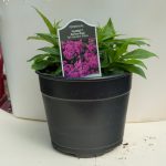 Tall Garden Phlox – Flame Series Pink