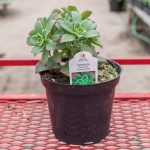 Aeonium Hybrid – Kiwi Verde