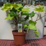 Algerian Ivy – Hedera Canariensis – Green Leaves