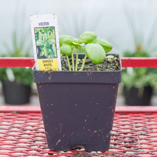 Basil Sweet Dani Medary Acres