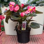 Begonia – Bronze Leaf – Megawatt Rose
