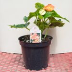 Begonia – Solenia Apricot