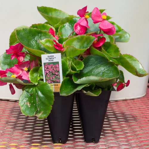 Begonia Super Olympia Red Medary Acres