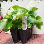 Begonia – Super Olympia White