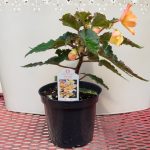 Begonia – Unbelievable Lucky Strike