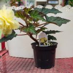 Begonia – Unbelievable Tweetie Pie