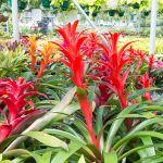 Bromeliads