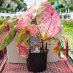 Caladium – Green and Pink