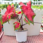 Caladium – Green with Orangish Red