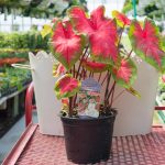 Caladium – Green with Red