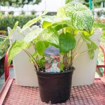 Caladium – Green with White