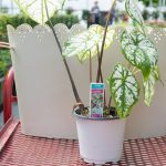 Caladium – Green with White Splotches