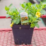 Calibrachoa – Aloha Canary Yellow