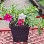 Calibrachoa – Aloha Kona Hot Pink