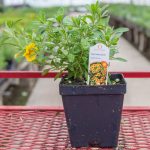 Calibrachoa – Volcano Gold