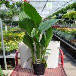 Canna Lily – Cannova Yellow