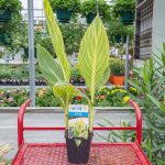 Canna Lily – Tropicanna Gola