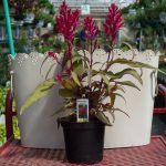 Celosia – Dragons Breath